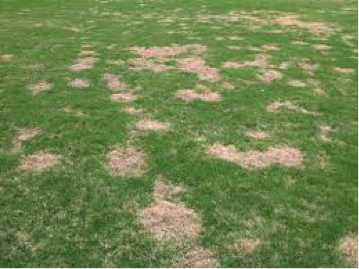 Lawn Disease FAQ